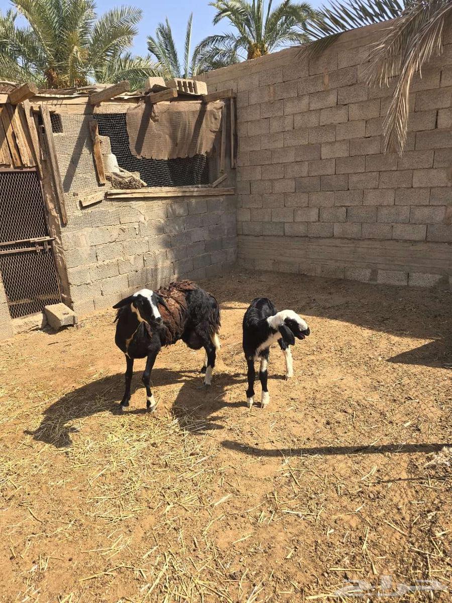 تم البيع تم البيع رخل هجين نجدي مع مغربيه64444043660161110