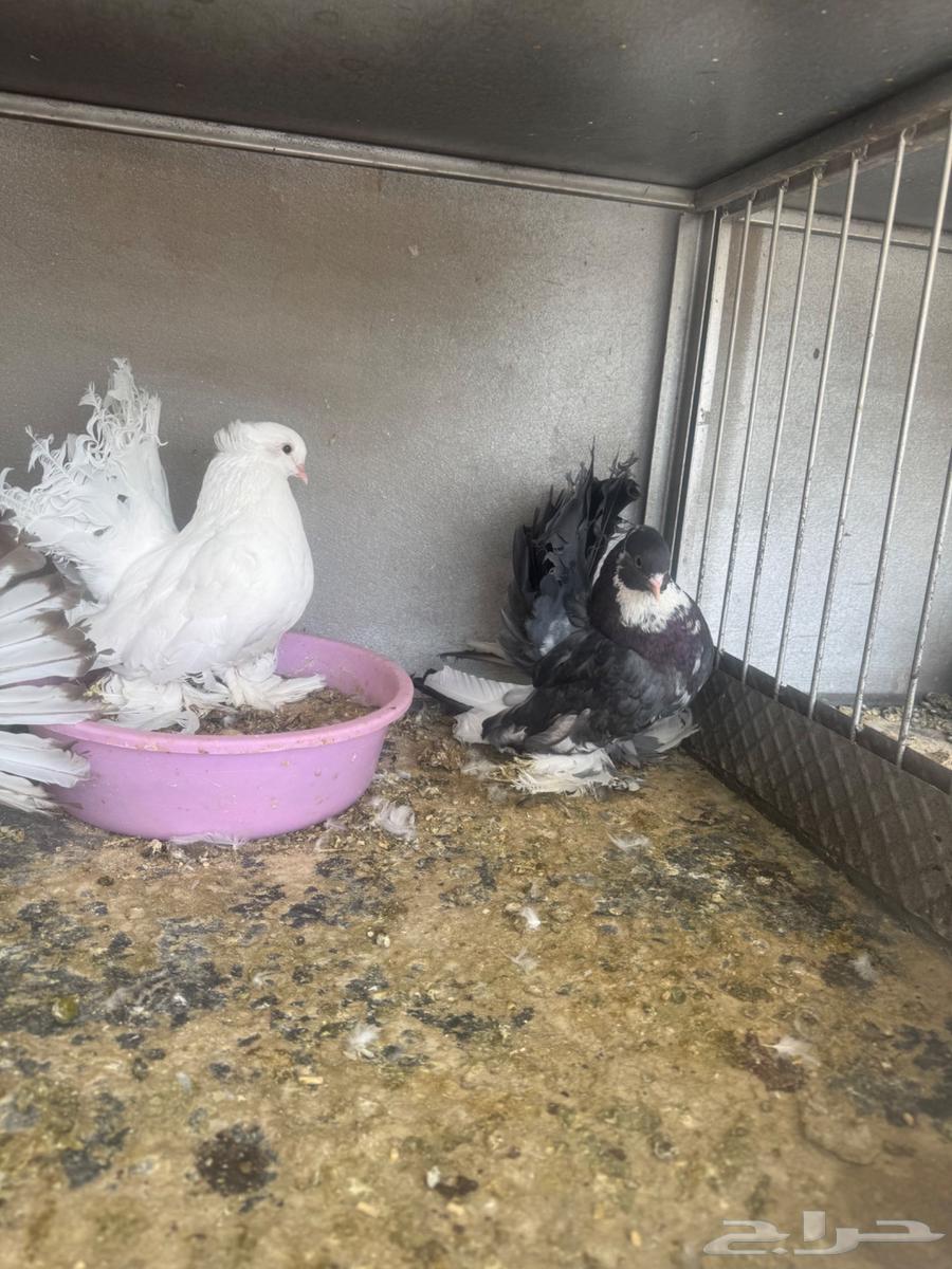 زوج رقاص هندي فاخر مع اتتاجه تم البيع64444191081602112