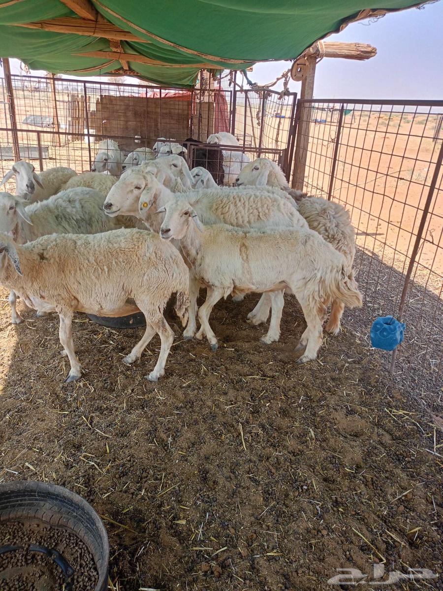 Sheep for sale, 12 sheep with a ram64444258339585111