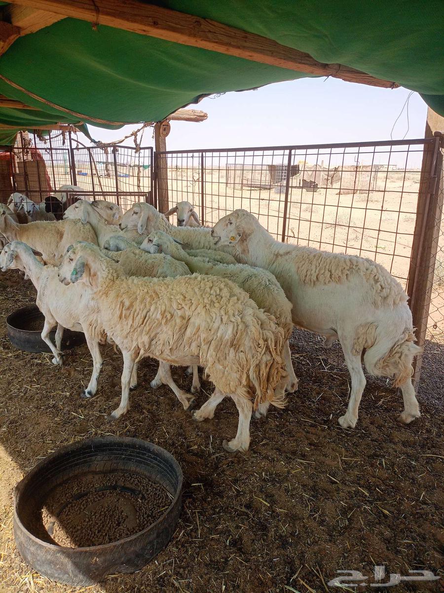 Sheep for sale, 12 sheep with a ram64444258339585110