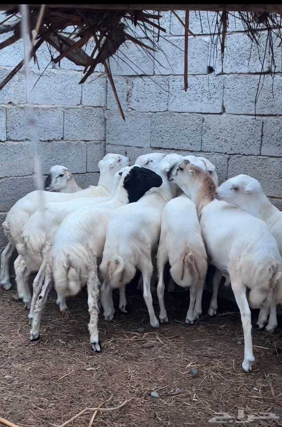 خرفان فاخرة للبيع بلدي تربية64446417104899110