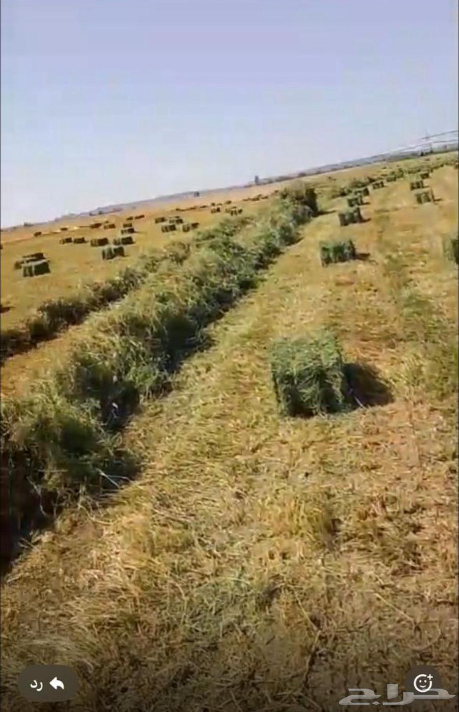 Smooth and Clean Rhodes64445797892226110