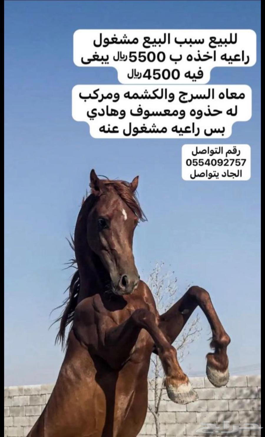 خيل للبيع64449422215809110