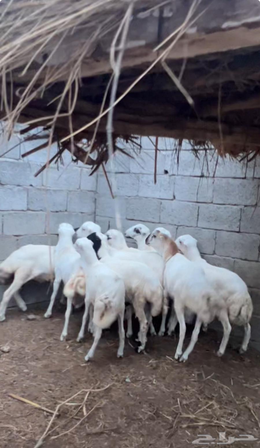 خرفان فاخرة للبيع بلدي تربية64446417104899111