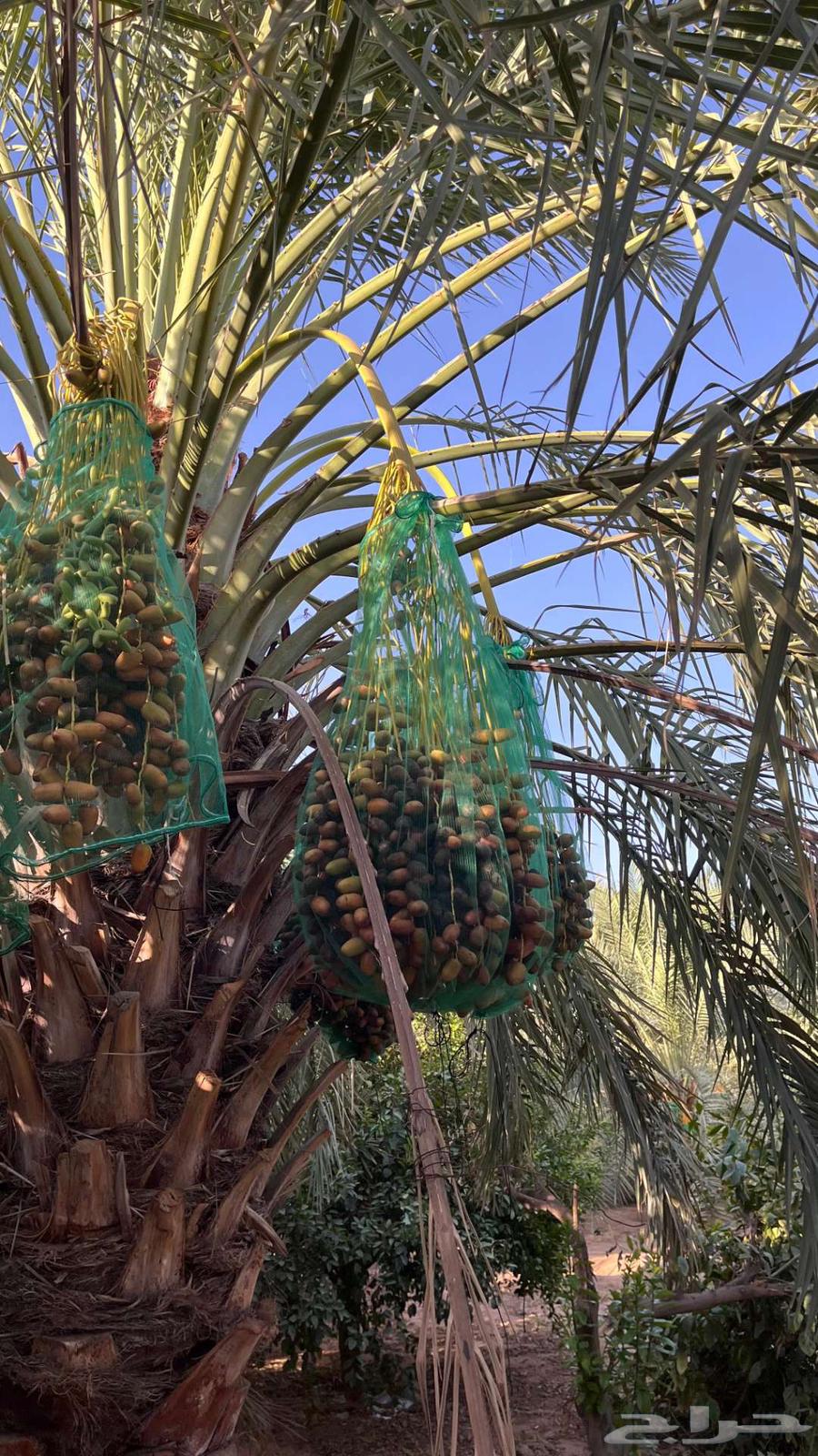 للبيع مزرعه فاخر - القصيم - البكيريه64142591163011112