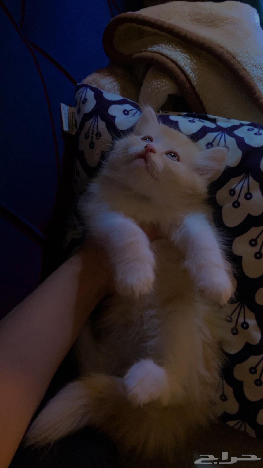 قطط شيرازي - همالايا للبيع بالدمام64446121539586114