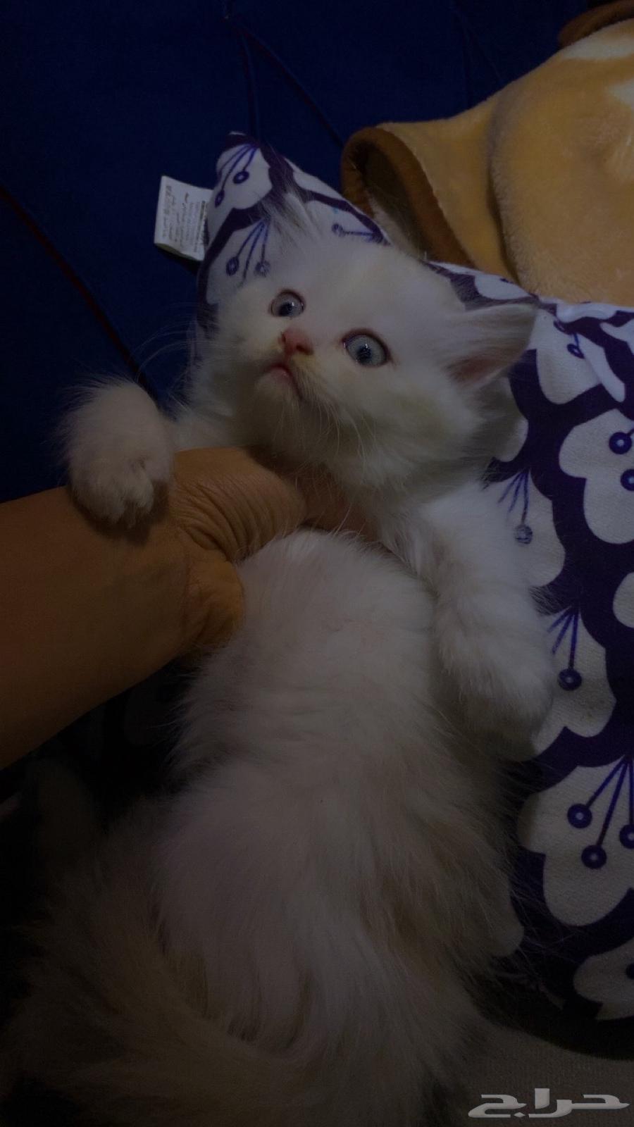 قطط شيرازي - همالايا للبيع بالدمام64446121539586113