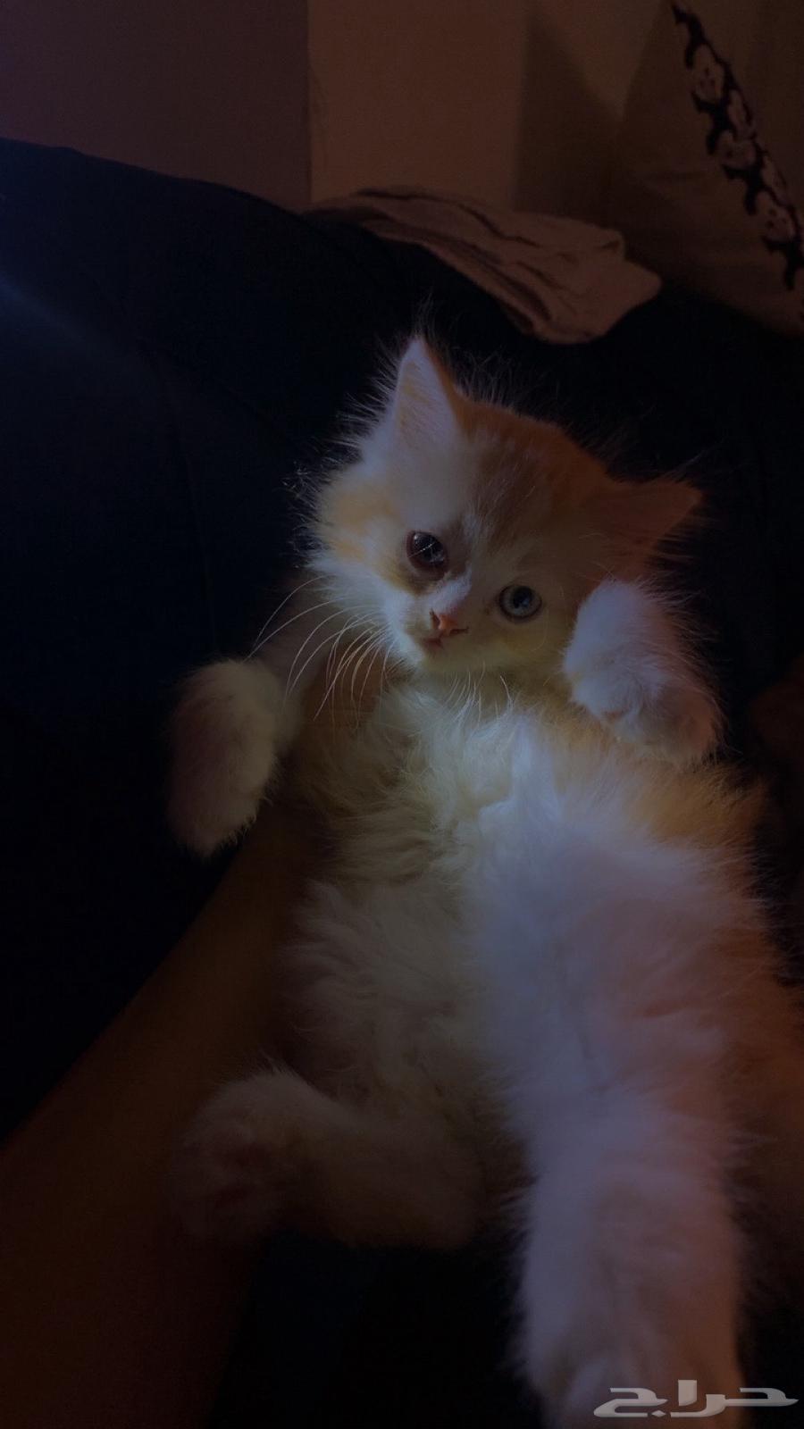 قطط شيرازي - همالايا للبيع بالدمام64446121539586112