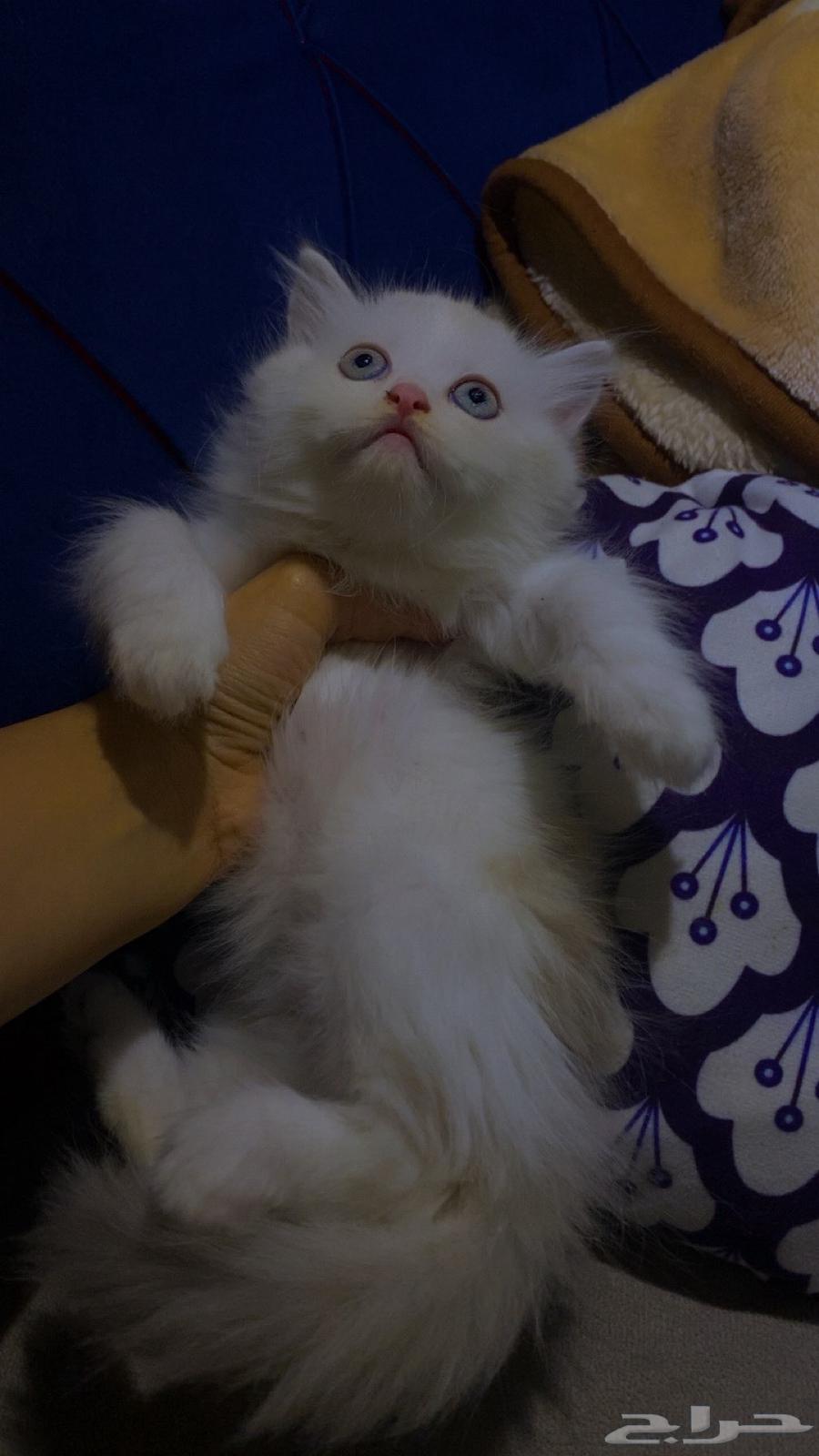 قطط شيرازي - همالايا للبيع بالدمام64446121539586111