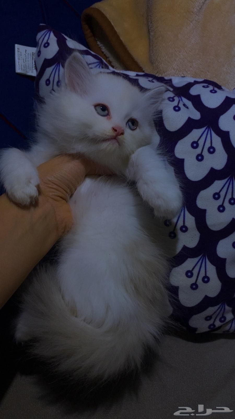 قطط شيرازي - همالايا للبيع بالدمام64446121539586110