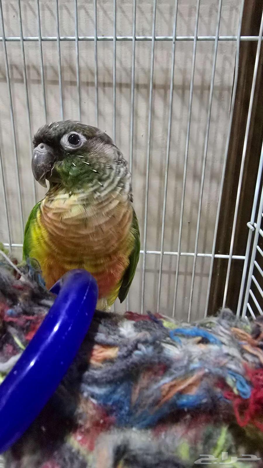 فردة كنيور يلو سايد64443628537473112