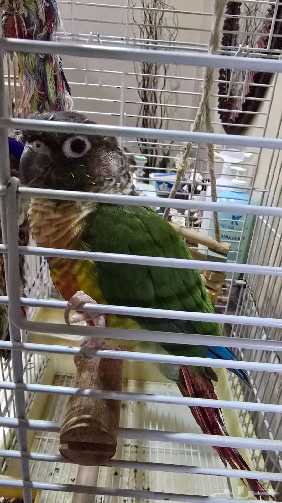 فردة كنيور يلو سايد64443628537473113