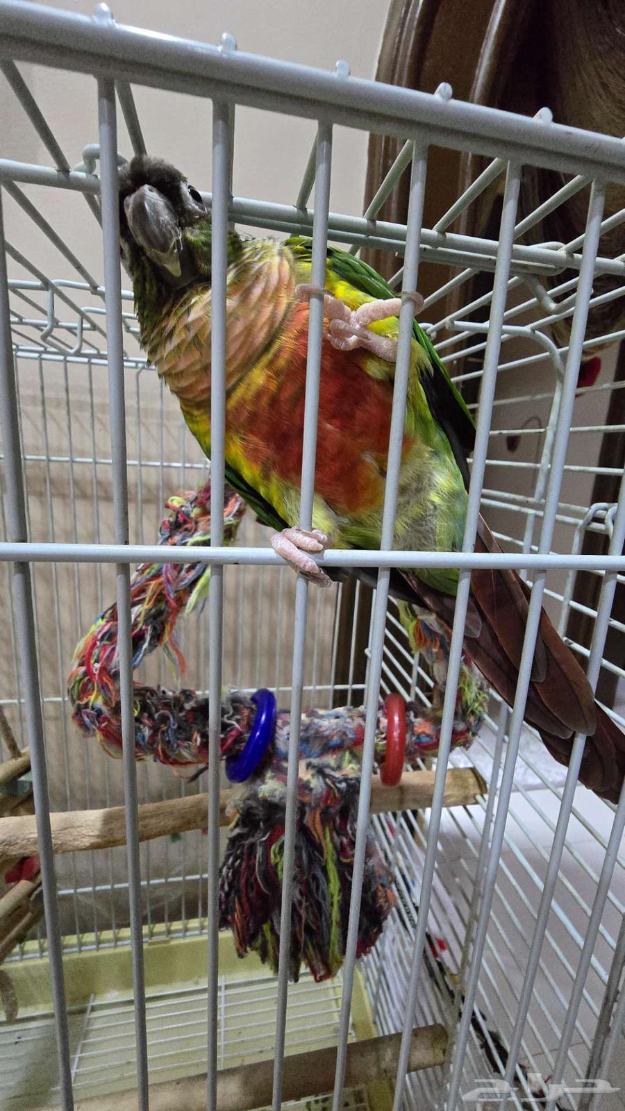 فردة كنيور يلو سايد64443628537473110