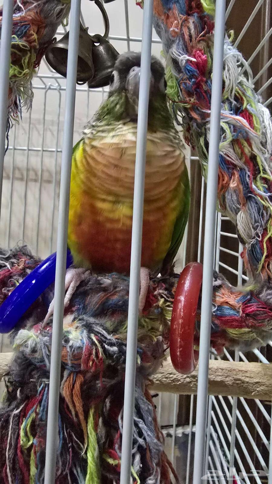 فردة كنيور يلو سايد64443628537473111