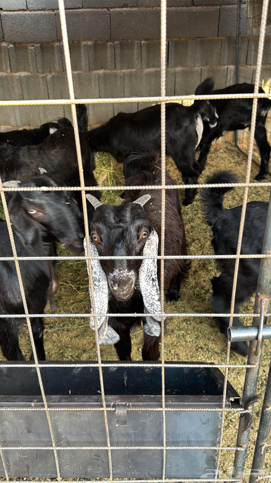 للبيع تيوس وجفار عوارض64443587704833111