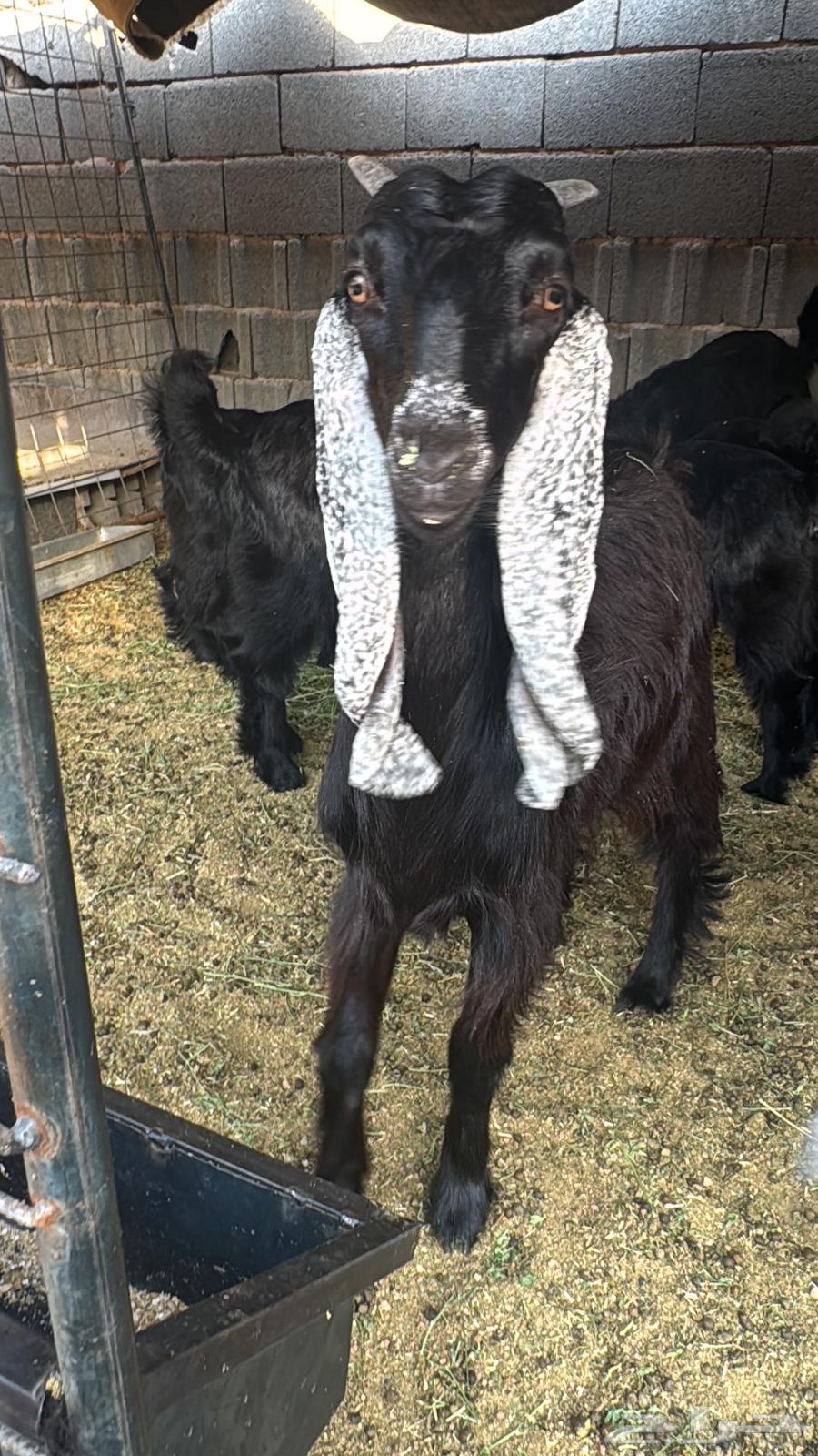 للبيع تيوس وجفار عوارض64443587704833112