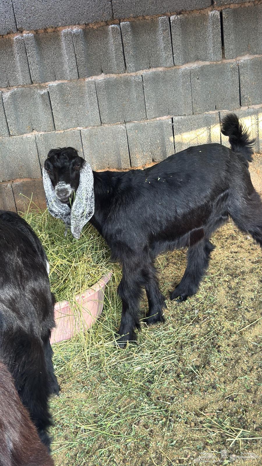 للبيع تيوس وجفار عوارض64443587704833113