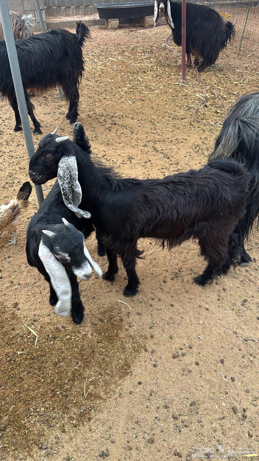 للبيع تيوس وجفار عوارض64443587704833110