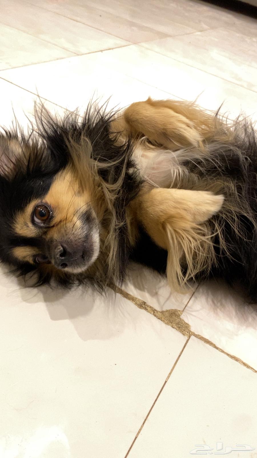 كلب بومرينان للبيع ب 400 فقط64439226216834113