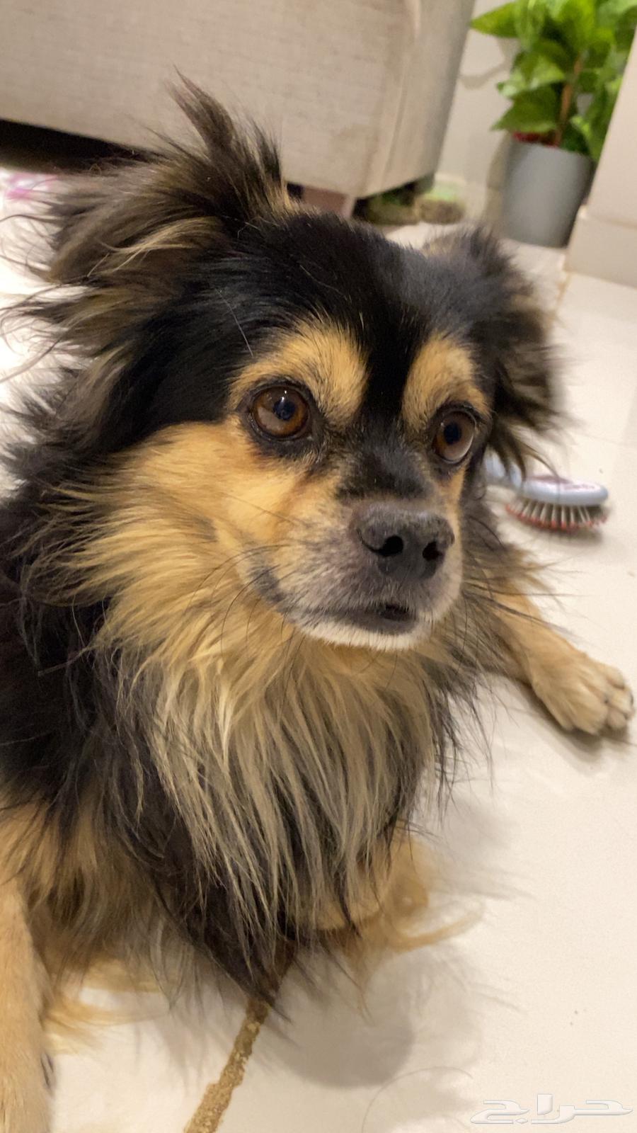 كلب بومرينان للبيع ب 400 فقط64439226216834112