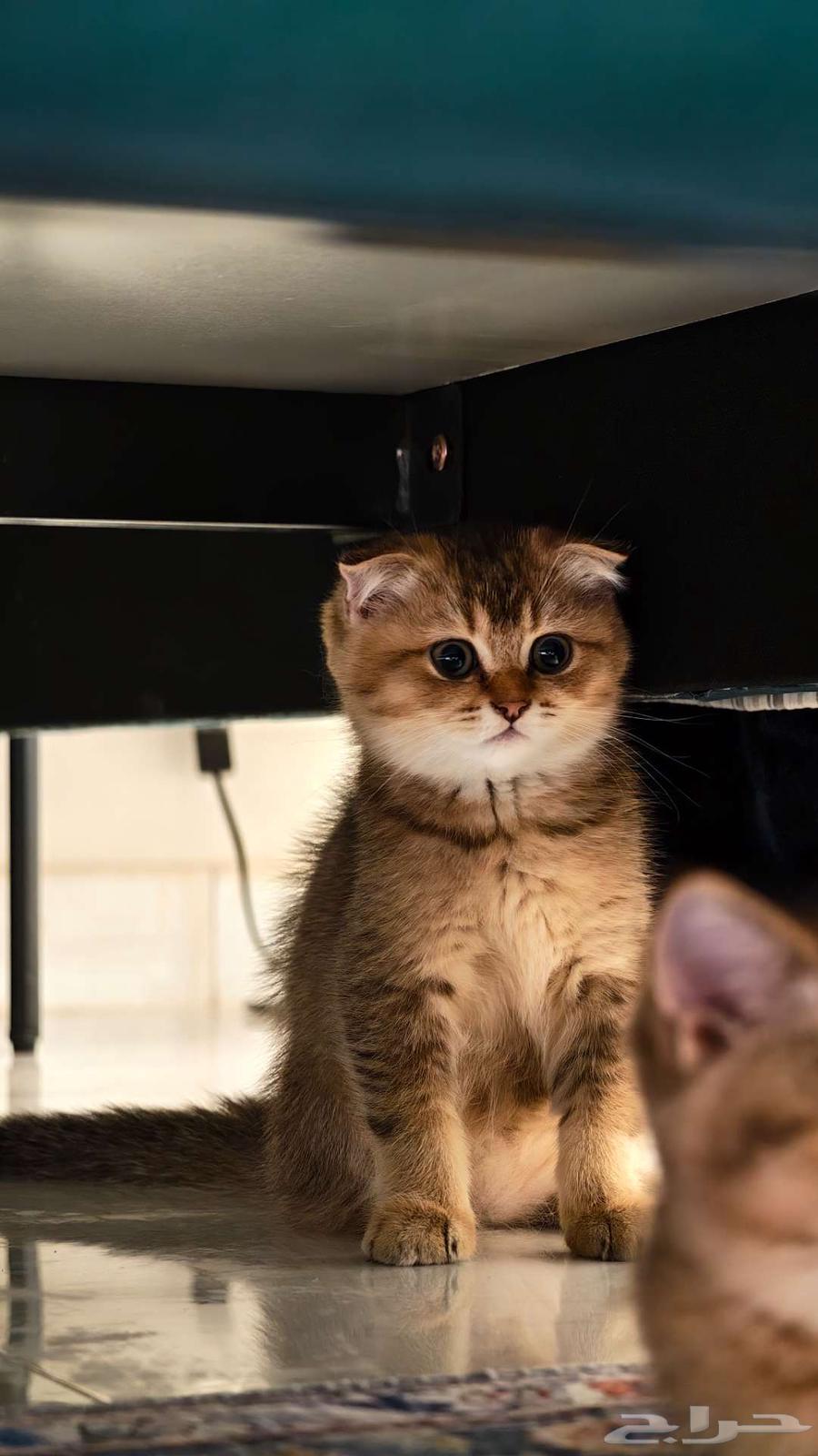 Scotch Fold Unique Colors64444271687426112