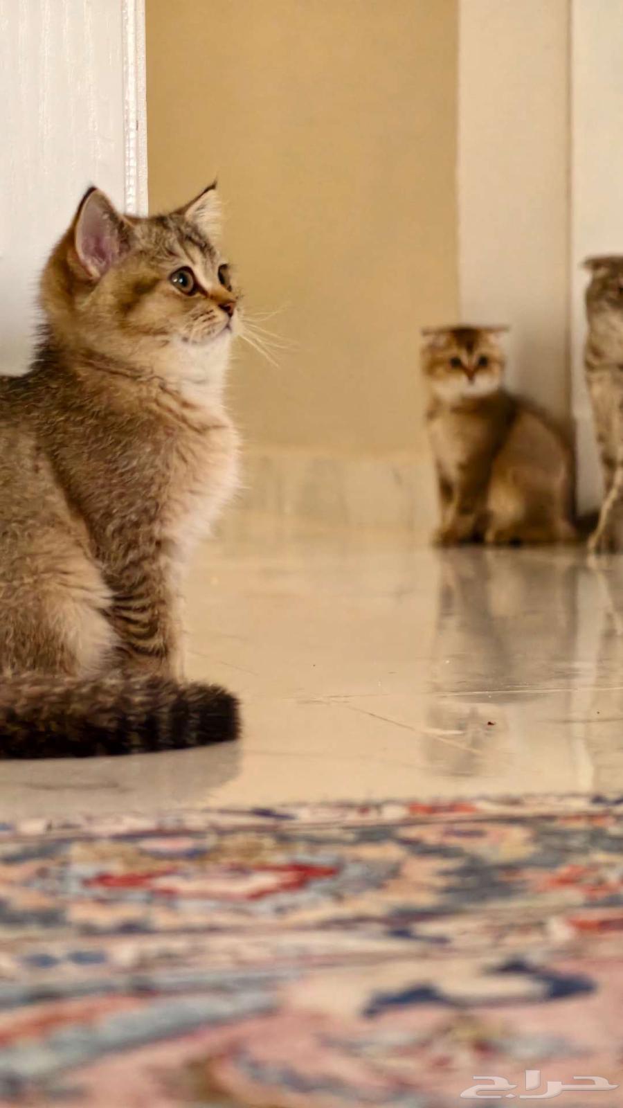 Scotch Fold Unique Colors64444271687426114