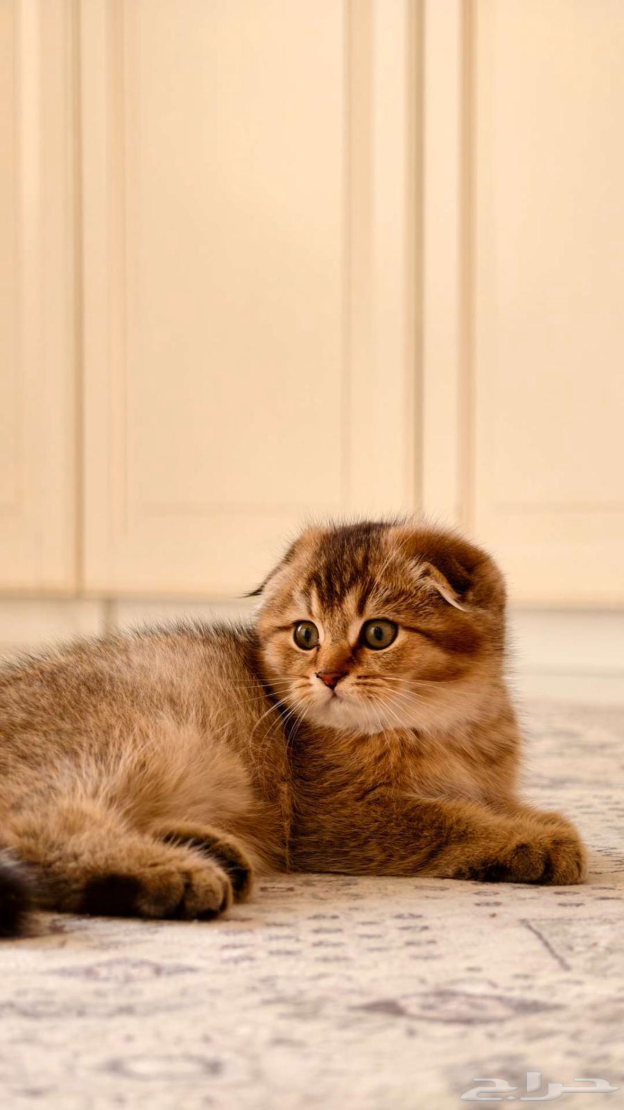 Scotch Fold Unique Colors64444271687426113