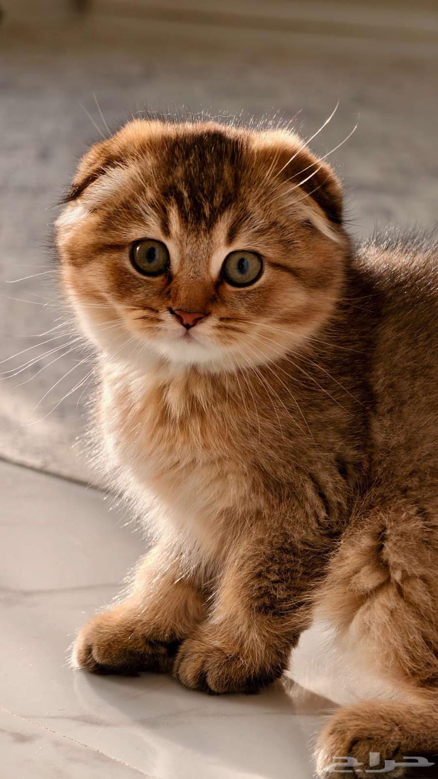 Scotch Fold Unique Colors64444271687426111