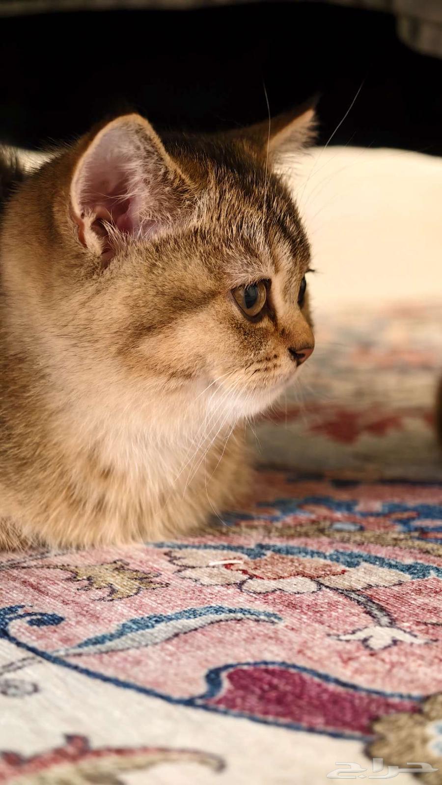 Scotch Fold Unique Colors64444271687426110