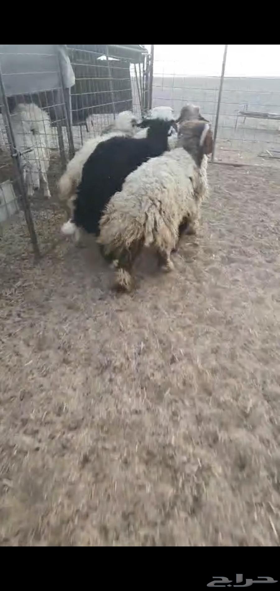 للبيع خرفان جذعان مغلقه ظهورهن واطرافهن64448980856193111