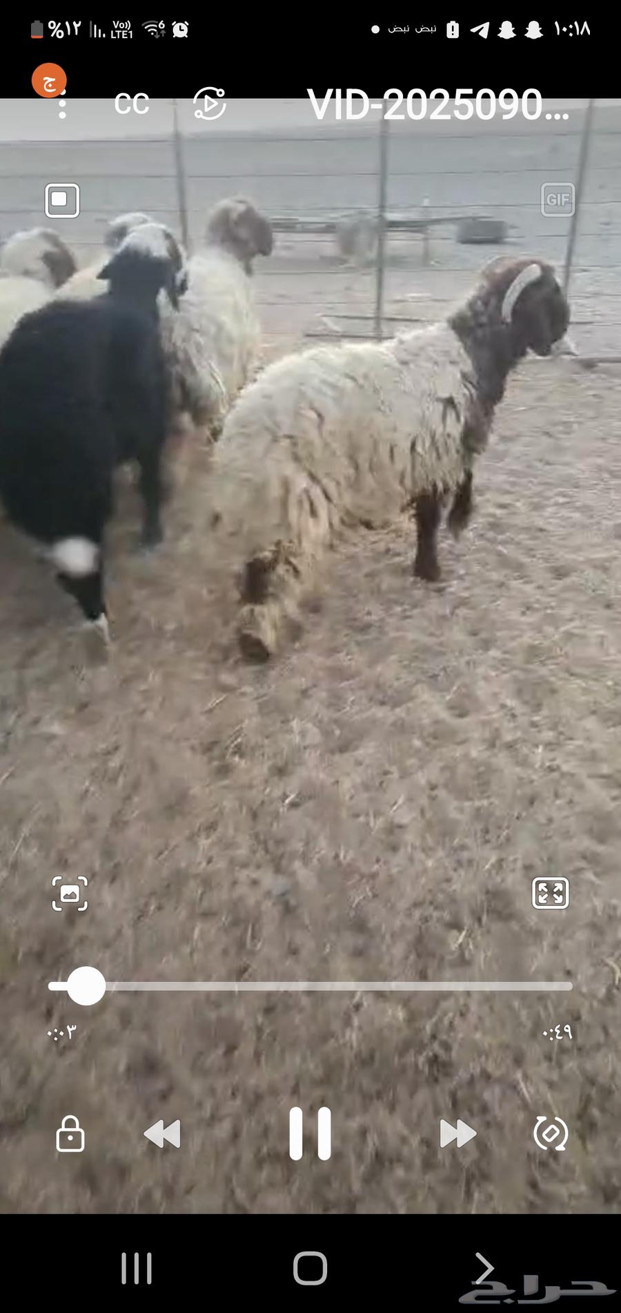 للبيع خرفان جذعان مغلقه ظهورهن واطرافهن64448980856193112