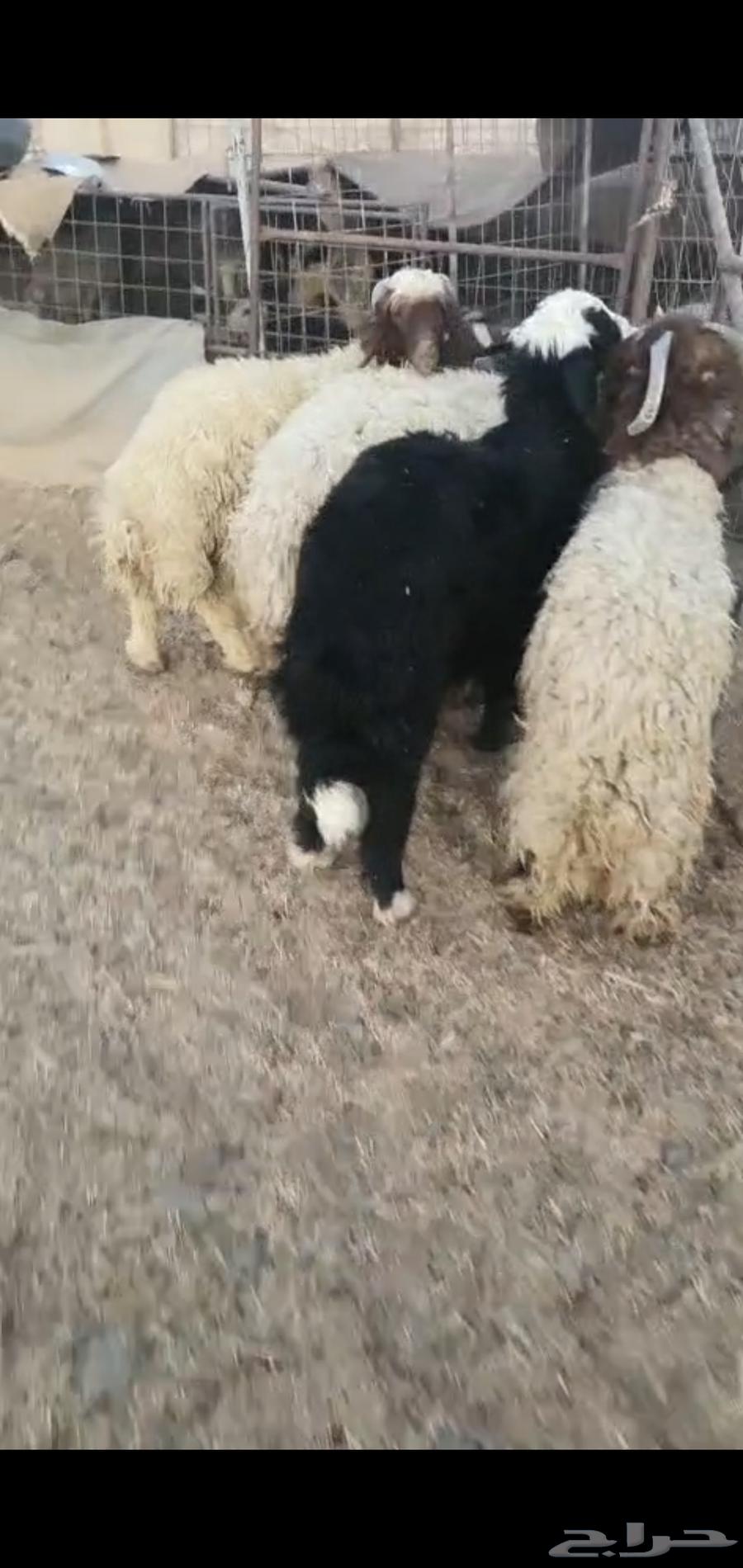 للبيع خرفان جذعان مغلقه ظهورهن واطرافهن64448980856193110
