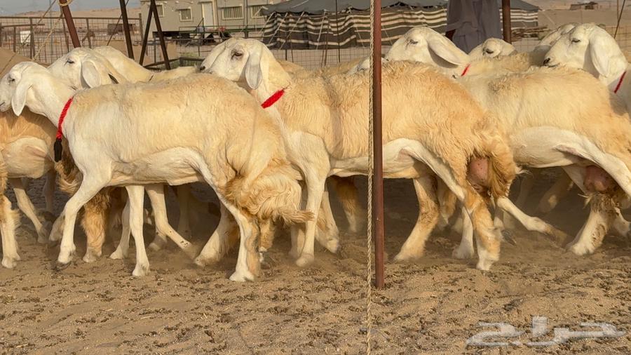 رخال صنف نوادر 18 راس64447586906883110