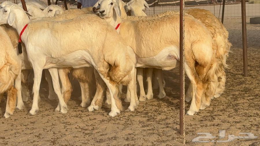 رخال صنف نوادر 18 راس64447586906883111