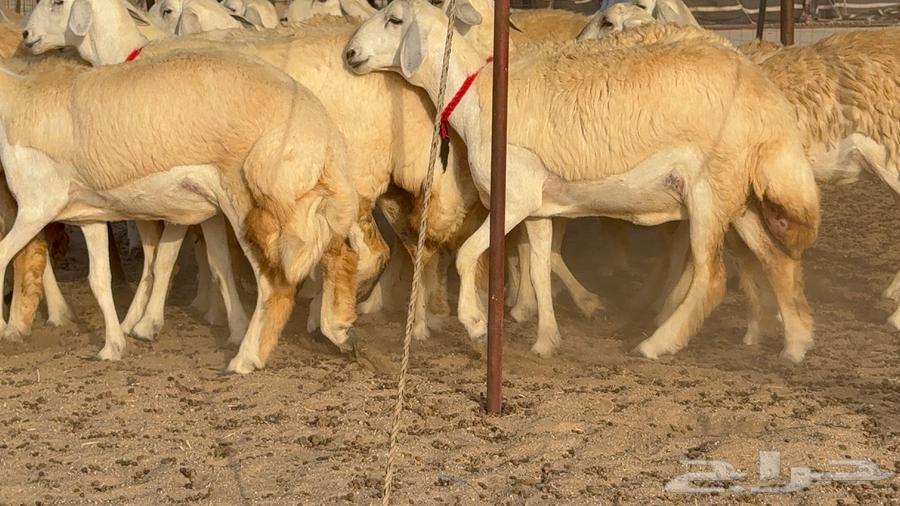 رخال صنف نوادر 18 راس64447586906883114