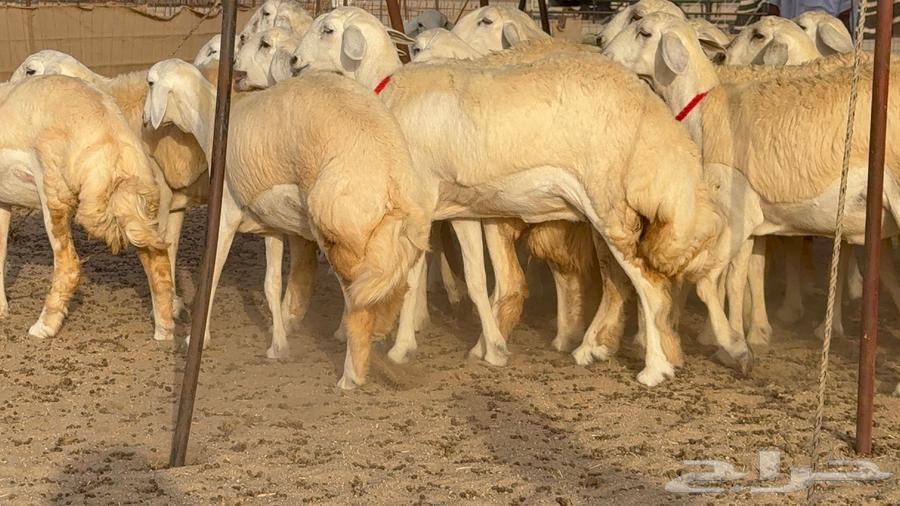 رخال صنف نوادر 18 راس64447586906883112