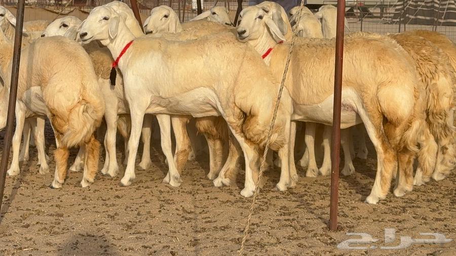 رخال صنف نوادر 18 راس64447586906883113