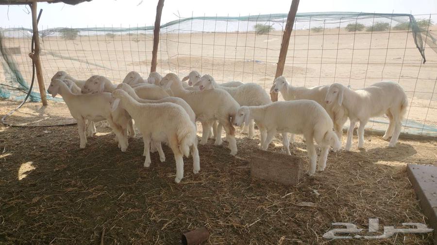Sale of three to three and a half month old lambs64444781555074111