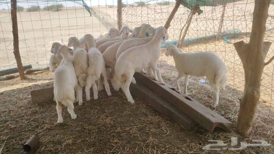 Sale of three to three and a half month old lambs64444781555074110