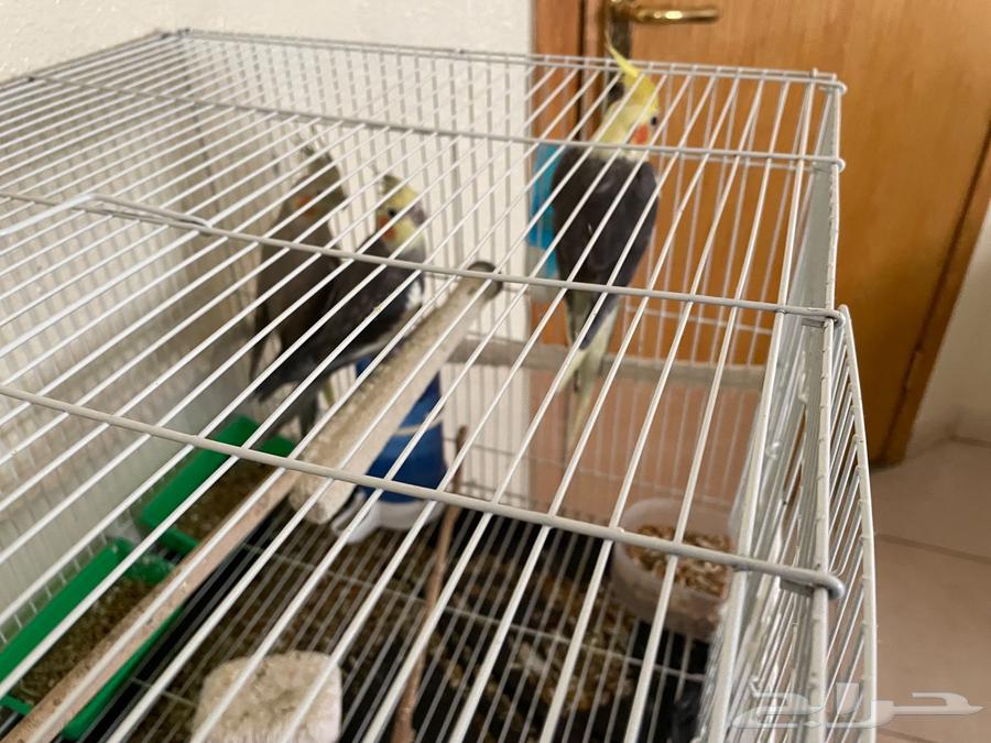 طيور كروان (2 ذكور وأنثى)64445459081602110