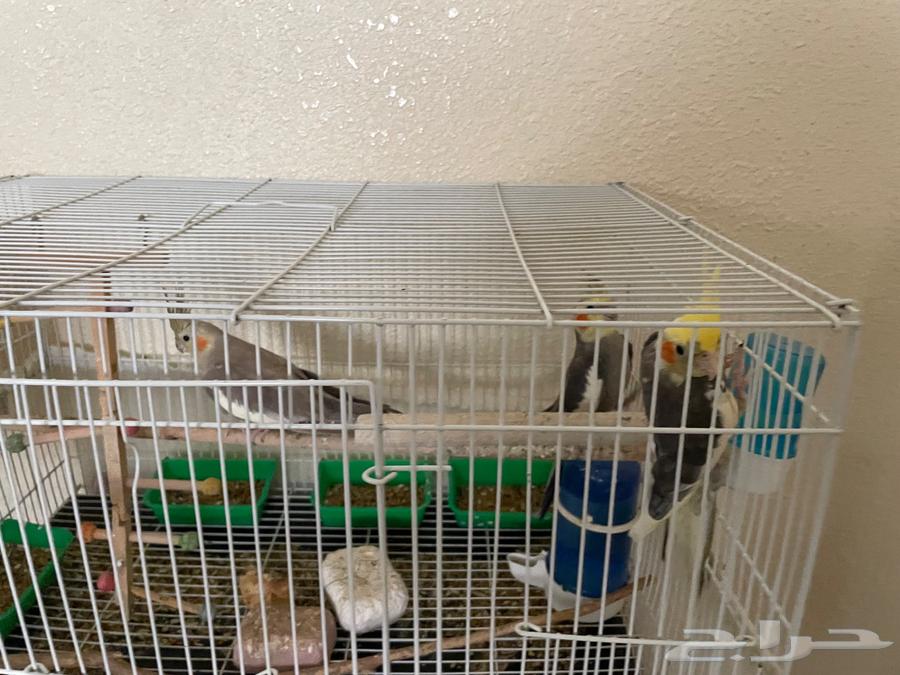 طيور كروان (2 ذكور وأنثى)64445459081602111