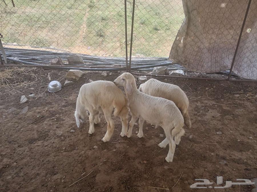 طليان للبيع64445878858113110