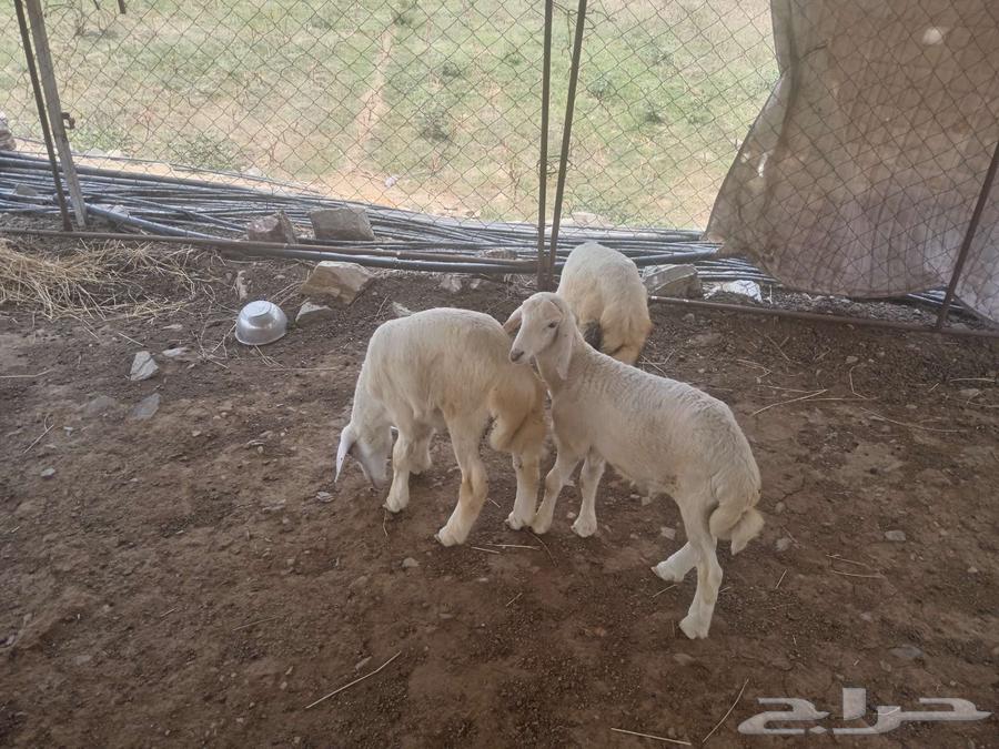 طليان للبيع64445878858113111