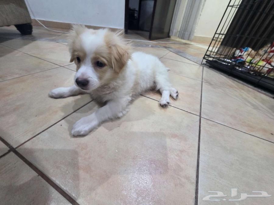 للبيع كلب مالتيز مكس بريد64447428776194112
