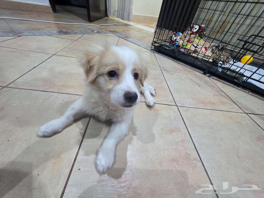 للبيع كلب مالتيز مكس بريد64447428776194111