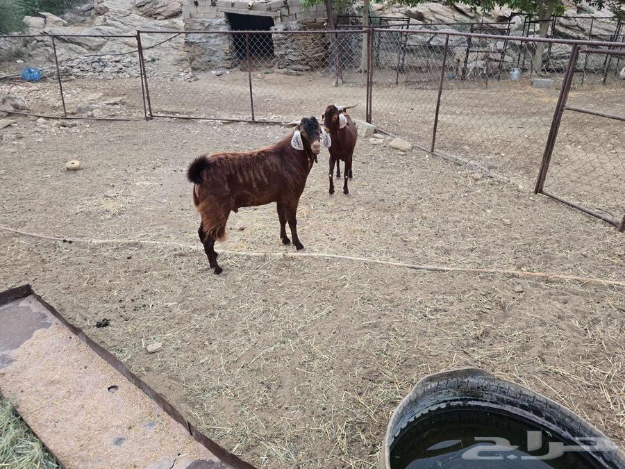 تيوس دبس فحول صنف الصنف ماشاء الله تبارك الله64450448772355110