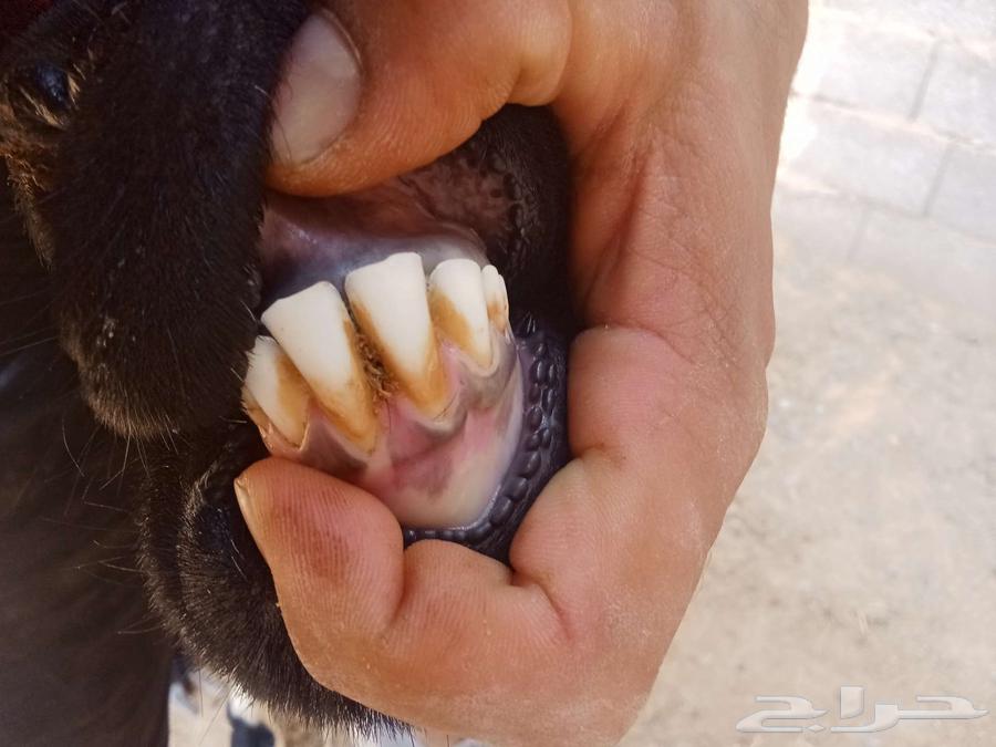 تم البيع تم البيع رخل هجين نجدي مع مغربيه64444043660161112