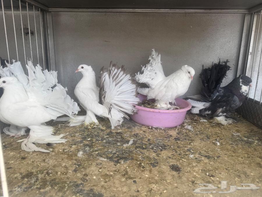 زوج رقاص هندي فاخر مع اتتاجه تم البيع64444191081602111