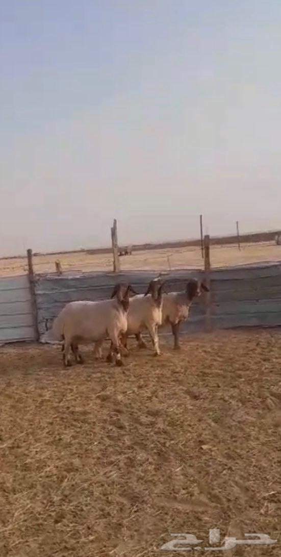 تم البيع للبيع غنم نعيم دفيع64455236172802114