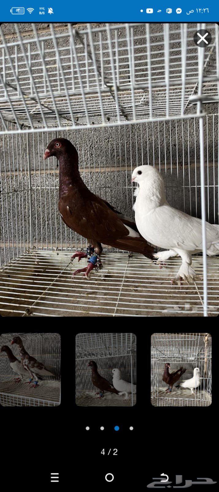 حمام للبيع64456421015810110